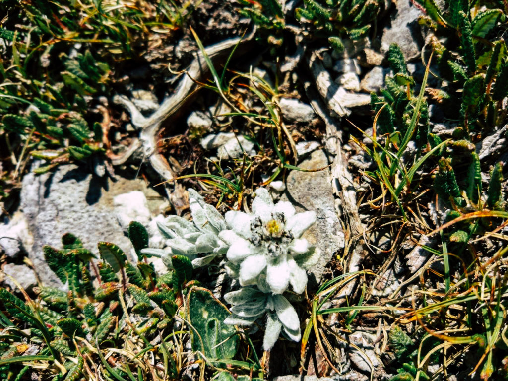 Little Edelweiss by The Cauldrons Area in Pirin Mountains