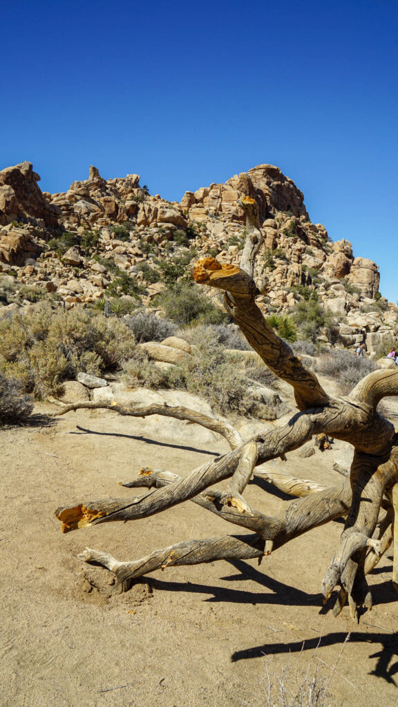 A fallen dry tree along Hidden Valley Nature Trail in Joshua Tree National Park