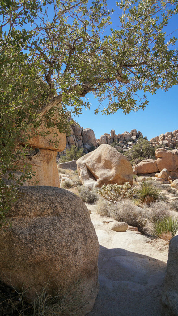 The Hidden Valley Nature Trail continues between the boulders