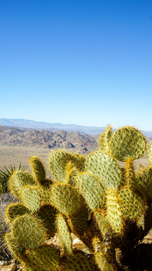 Large cacti at the summit at Ryan Mountain in Joshua Tree