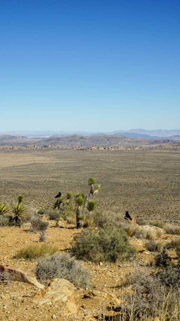 The views from the summit at Ryan Mountain in Joshua Tree