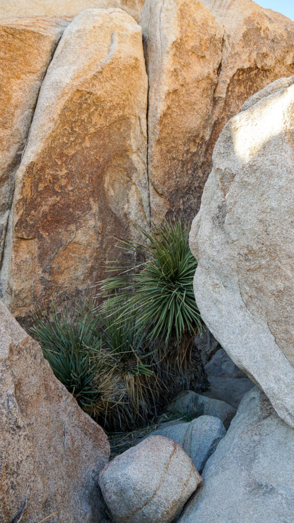 The small palm tree blocking the entrance to the second narrow tunnel