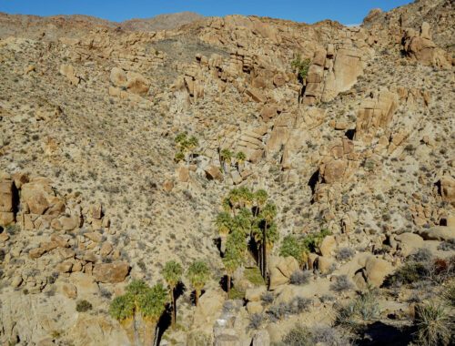 Lost Palms Oasis in Joshua Tree National Park