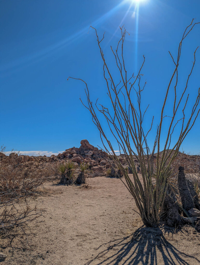 One of the cactai along the Lost Palms Oasis Trail in Joshua Tree