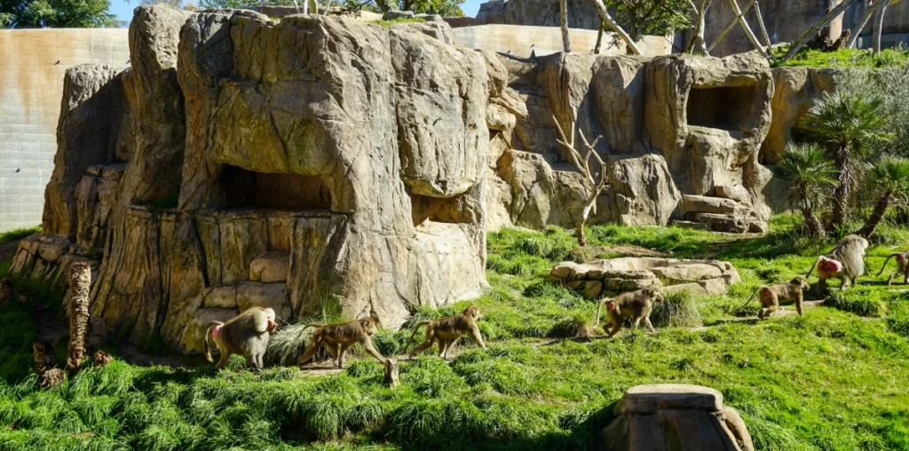Monkey in San Diego zoo - one of the best places to visit in San Diego with kids