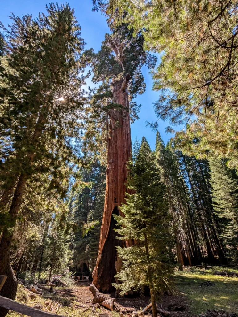 Stunning Sequoia Trees while visiting Sequoia National Park