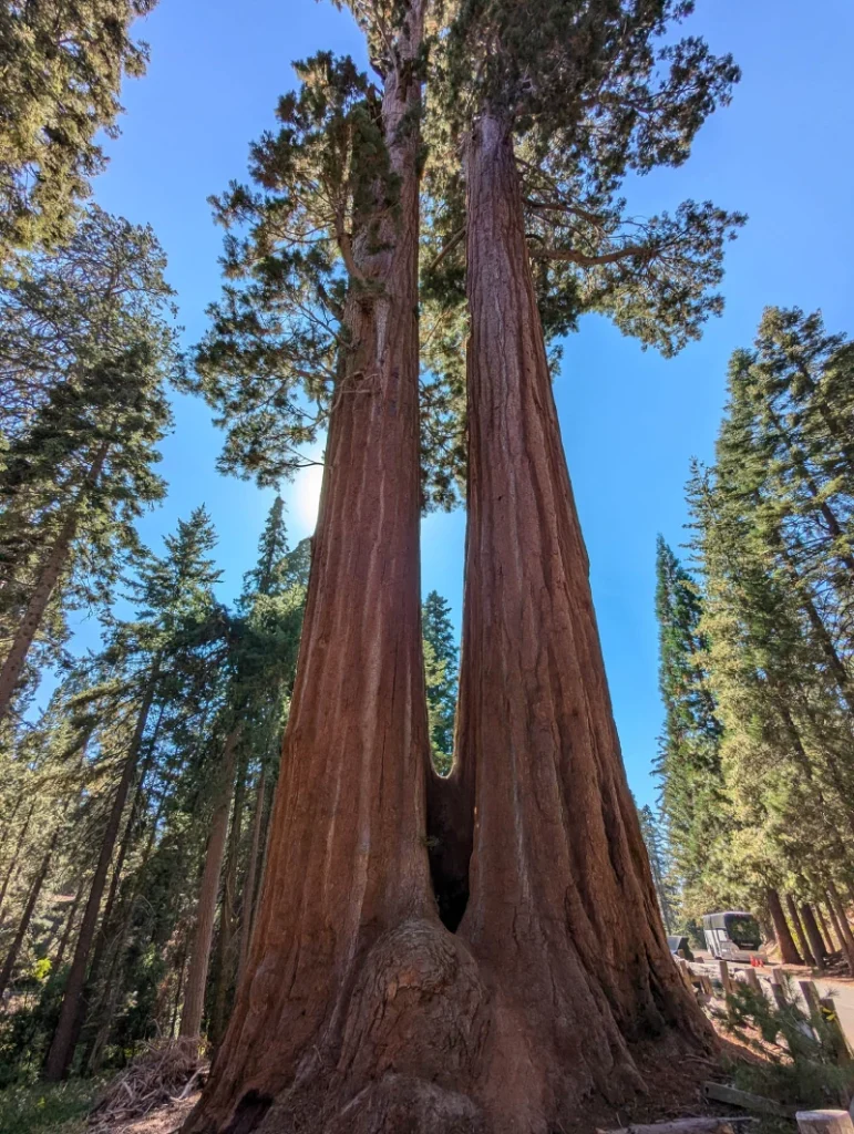 Magnificent Twin Sequoia Trees in Sequoia National Park