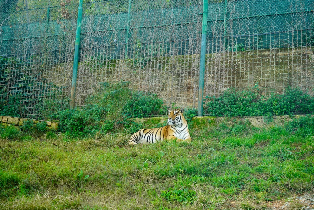 Zoo Safari in Bari - one of the best family-friendly activities