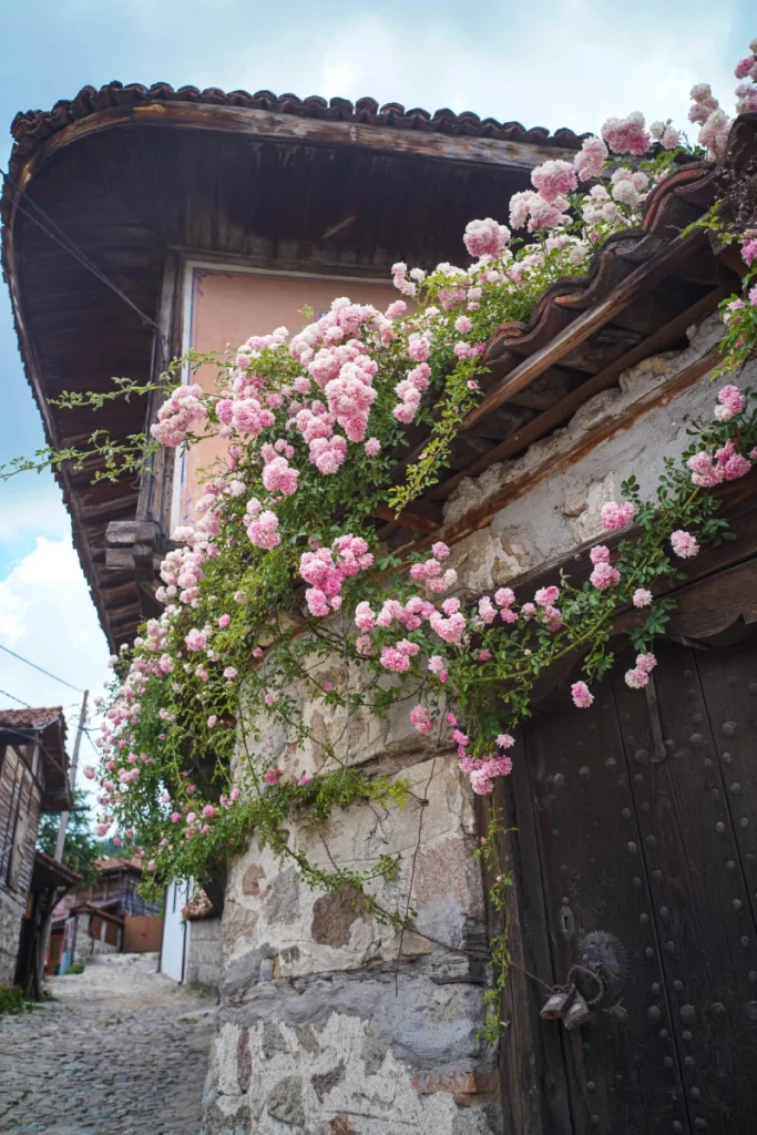 Roses over a fence in Koprivshtitsa