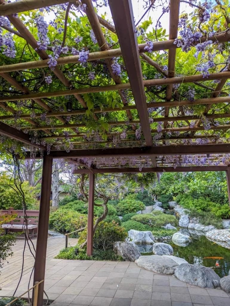The Japanese Gardens in Balboa Park